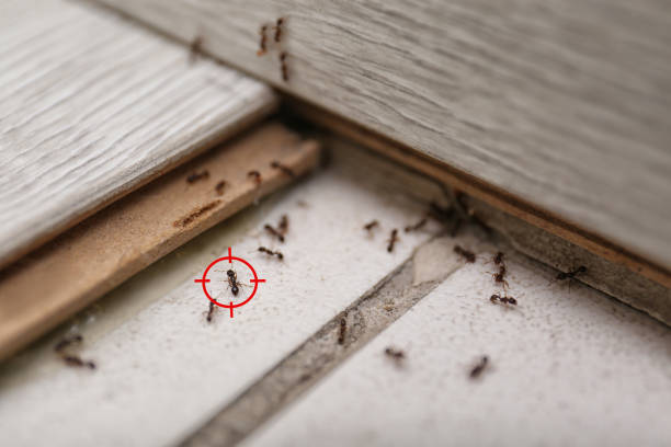 Best Termite Control Services  in Owensboro, KY